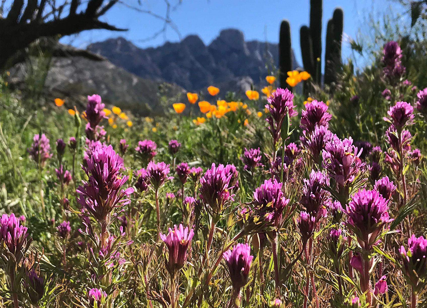 Wildflowers